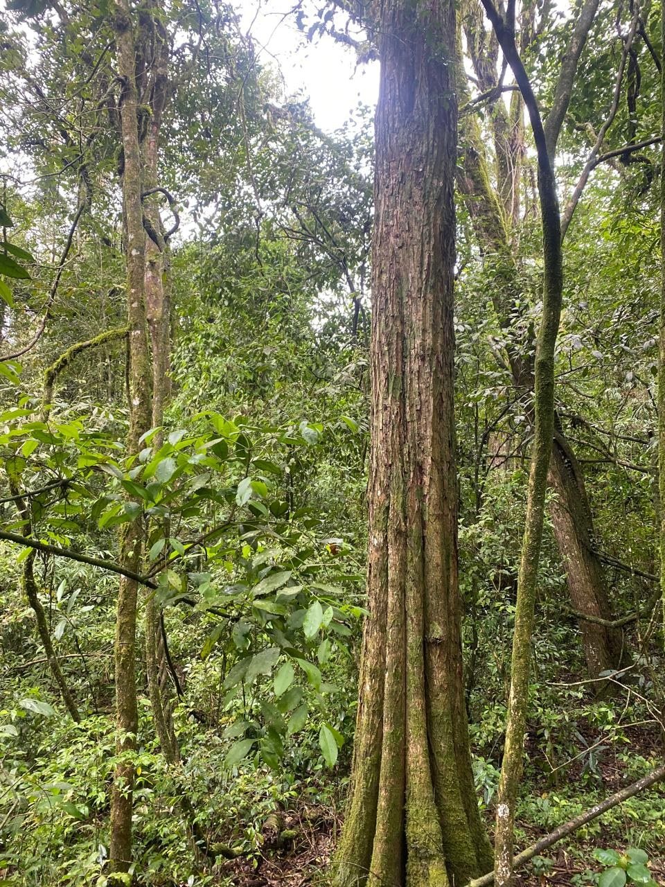Reposição florestal por área equivalente: como compensar a supressão dentro da própria propriedade